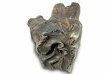 Fossil Woolly Rhino (Coelodonta) Tooth - Siberia #257866-1